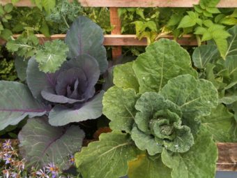 Cabbages from the KTOO garden