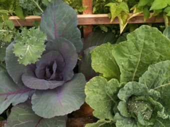 Cabbages from the KTOO garden