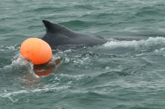 Humpback whale trailing a buoy