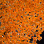 Orange goo undermicroscope, beleived to be copepod eggs