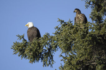 An adult eagle and immature eagle perch in a tree. (Photo courtesy Skip Gray)