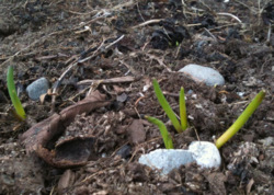 March 15 onion sprouts in KTOO garden