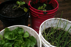 Morning Edition host's attempt at container gardening (with sub-irrigation modifications).