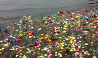 Flowers on Auke Lake