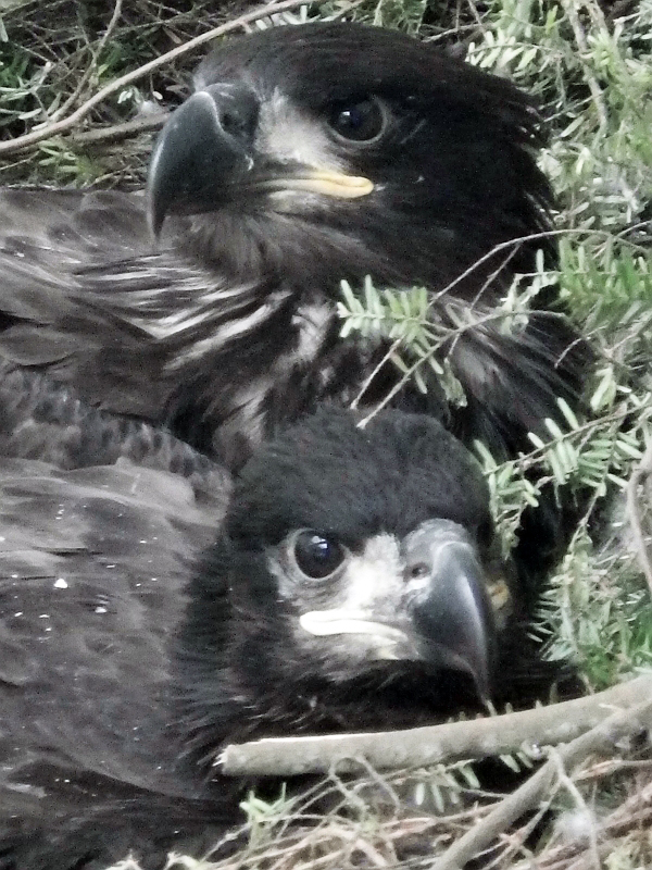 Raptor Center volunteer Jen Cedarleaf says the eaglet is doing well, spending its time with the other baby eagles.