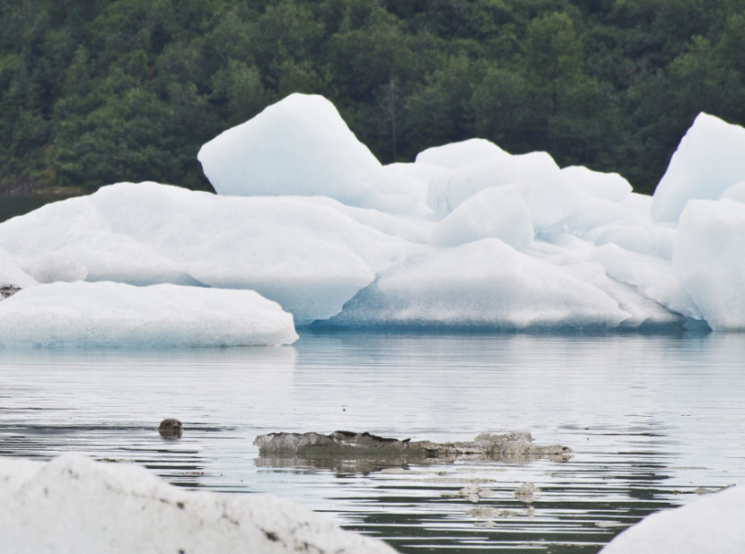 A seal slips between icebergs in Mendenhall Lake on Friday, July 6, 2012.
