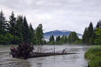 The Mendenhall River was at 9.16 feet this morning and is expected to crest near flood stage at 11.15 feet on Thursday night. The quickly rising water is a result of a glacial lake breaking and releasing a lake from approximately 2 miles up the Mendenhall Glacier.