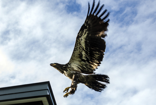 Aquila quickly takes flight over the Juneau Police Station.