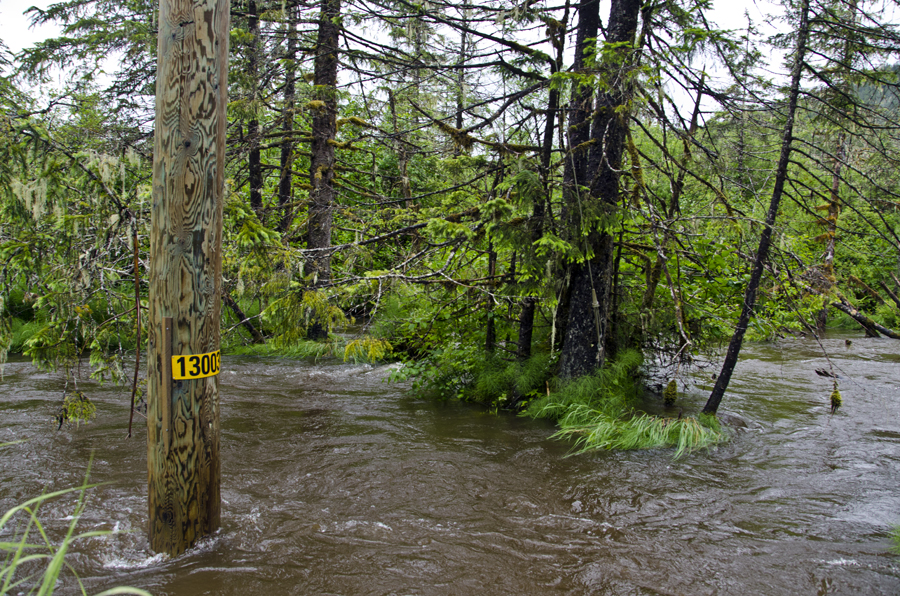 Rushing water floods the ditches along Montana Creek road and come withing a few feet of covering the road.