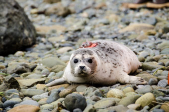 Picabo is a young female harbor seal. She was rescued on the dock at Allen Marine in May. The young pup was born premature and was abandoned. Rehabilitated at the Alaska SeaLife Center, she was released back into the wild on Aug. 14 in Juneau.