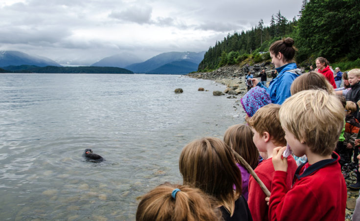 Children line the beach to watch the seals swim.
