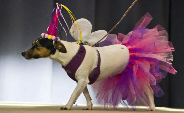 Begley shows off a pink tutu and wings on stage.