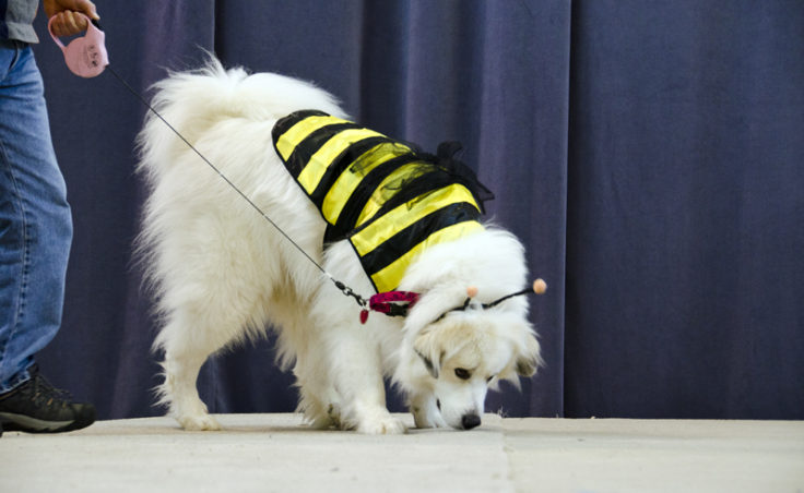 Lilly the bumblebee was most interested in smelling the stage.