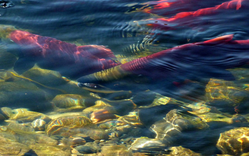 Spawning sockeye salmon