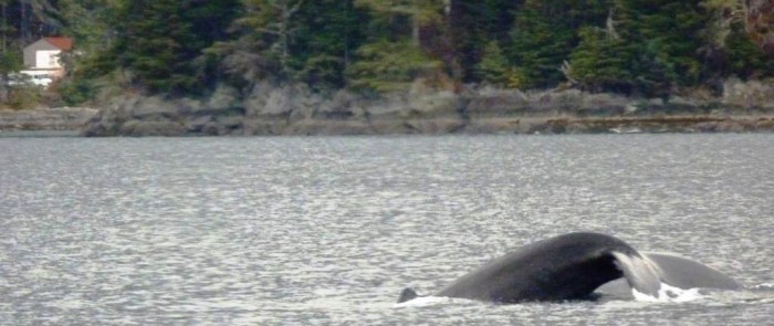 A humpback whale begins arching its back and showing its tail just before diving for herring Nov. 3 in Sitka Sound. 