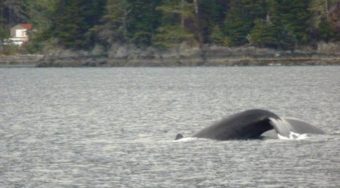 A humpback whale begins arching its back and showing its tail just before diving for herring Nov. 3 in Sitka Sound.