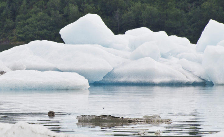 There was a rare guest in the Mendenhall Lake in July. A seal was spottedon July 6, cruising between the icebergs in the lake