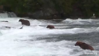Live Cams were installed at the famous Katmai Falls to livestream 24 hour footage of the bears of Katmai online. The project is the culmination of a long running effort to share Katmai with the world. (Screengrab from explore.org)