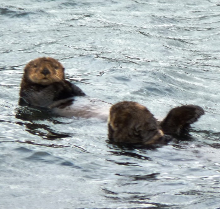 Study: Otters eating urchins reduces greenhouse gas