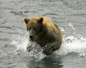 Brown bear splashing in a stream.