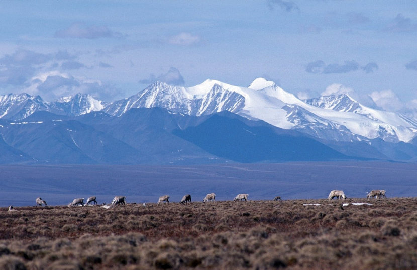 Caribou graze on the coastal plain of the Arctic National Wildlife Refuge, with the Brooks Range as a backdrop in October 2010.