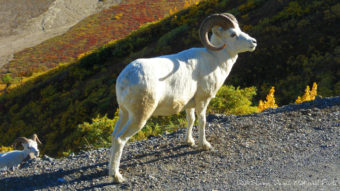 Dall sheep in Denali National Park. (Photo by blmiers2/Flickr Creative Commons)