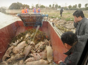 Dead pigs collected by sanitation workers from Shanghai's main waterway on Monday. Peter Parks/AFP/Getty Images