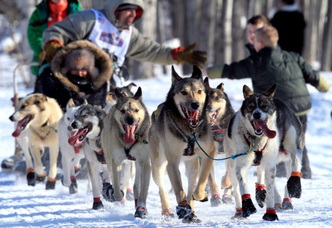 Several female mushers in the Iditarod Trail Sled Dog Race are trying out new attire that allows them to skip bathroom stops. Here, a musher and his team pass fans at the ceremonial start of the race in Anchorage. Dan Joling/AP