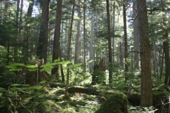 Photo of trees in the Tongass National Forest