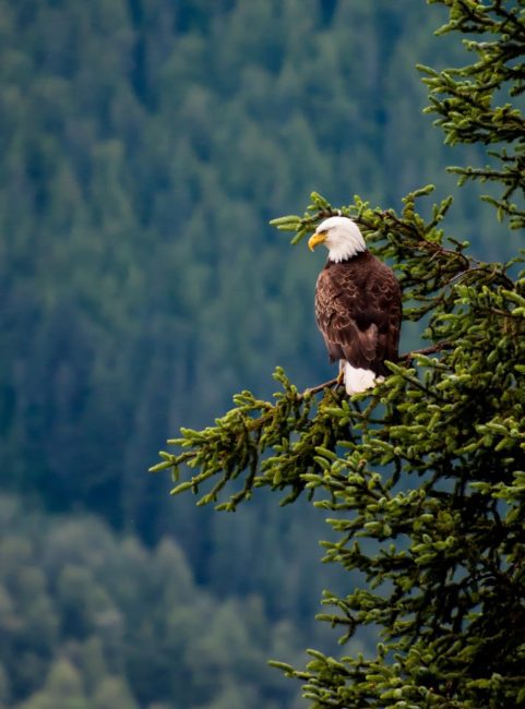 Bald Eagle