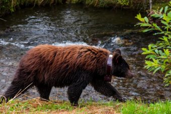 Bear 25 is a collared female frequently spotted near Mendenhall glacier.