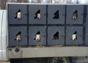 Mushers can bring up to 20 dogs to the Iditarod but can start the race with only 16. In the days before the competition, the animals are taken to the Iditarod headquarters in Wasilla, Alaska, for pre-race exams. Russell Lewis/NPR
