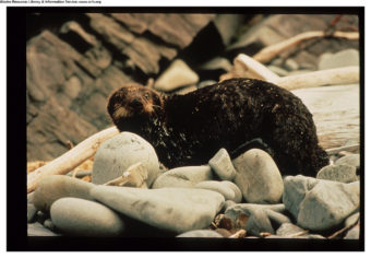 An otter covered with oil from the Exxon Valdez oil spill