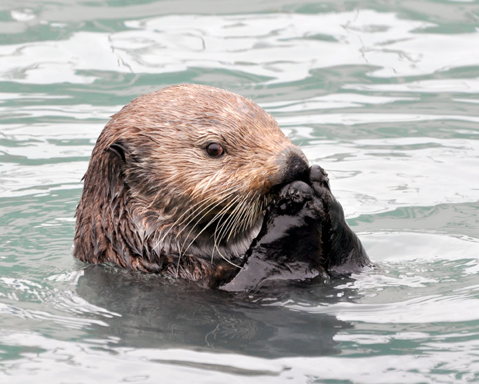 A sea otter in Resurrection Bay.