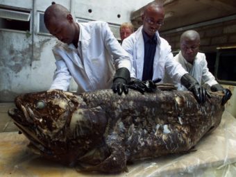 Workers at the National Museum of Kenya show a coelacanth caught by Kenyan fishermen in 2001. Simon Maina/AFP/Getty Images