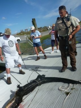 A Fish and Wildlife Service team caught and killed an alligator after the animal attacked a 6-year-old boy Friday. The boy survived with only incidental wounds. U.S. Fish and Wildlife Service