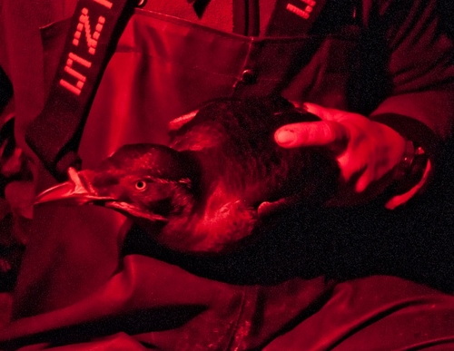 Alexis Will holds a Rhinoceros Auklet after attaching a small GPS device to its belly.