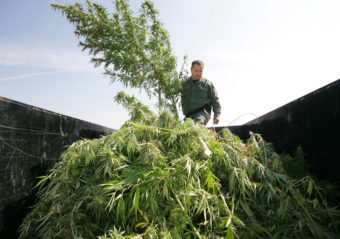 A sheriff officer sifts through marijuana in the back of a trailer which was confiscated from a field last Wednesday in Sanger, Calif. Gary Kazanjian/AP