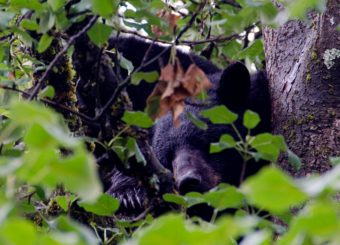 A black bear in a tree in Mendenhall Valley last summer.