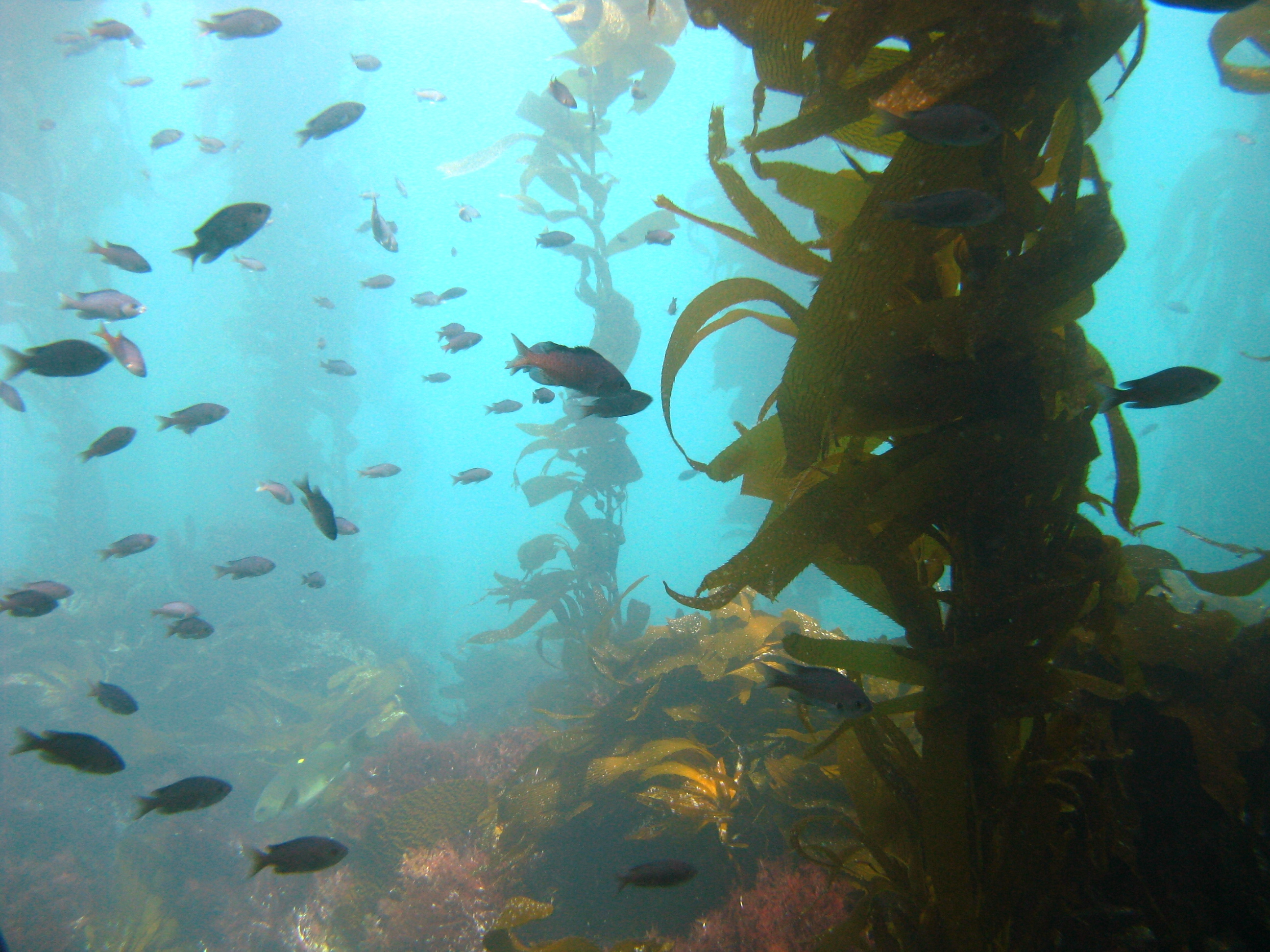 Like in Alaska, kelp forests in California provide habitat and shelter for a variety of fish species. Photo courtesy Sonia Ibarra.