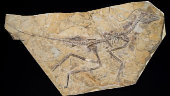 A photo released by the Royal Belgian Institute of Natural Sciences shows the skeleton of a recently discovered dinosaur dubbed Aurornis xui. Thierry Hubin/AP