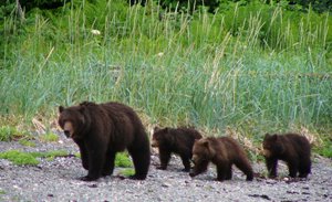 This bear family was seen in May 2013 foraging in the Auke recreation area. Again wildlife officials are asking people not to stop to watch the bears. 