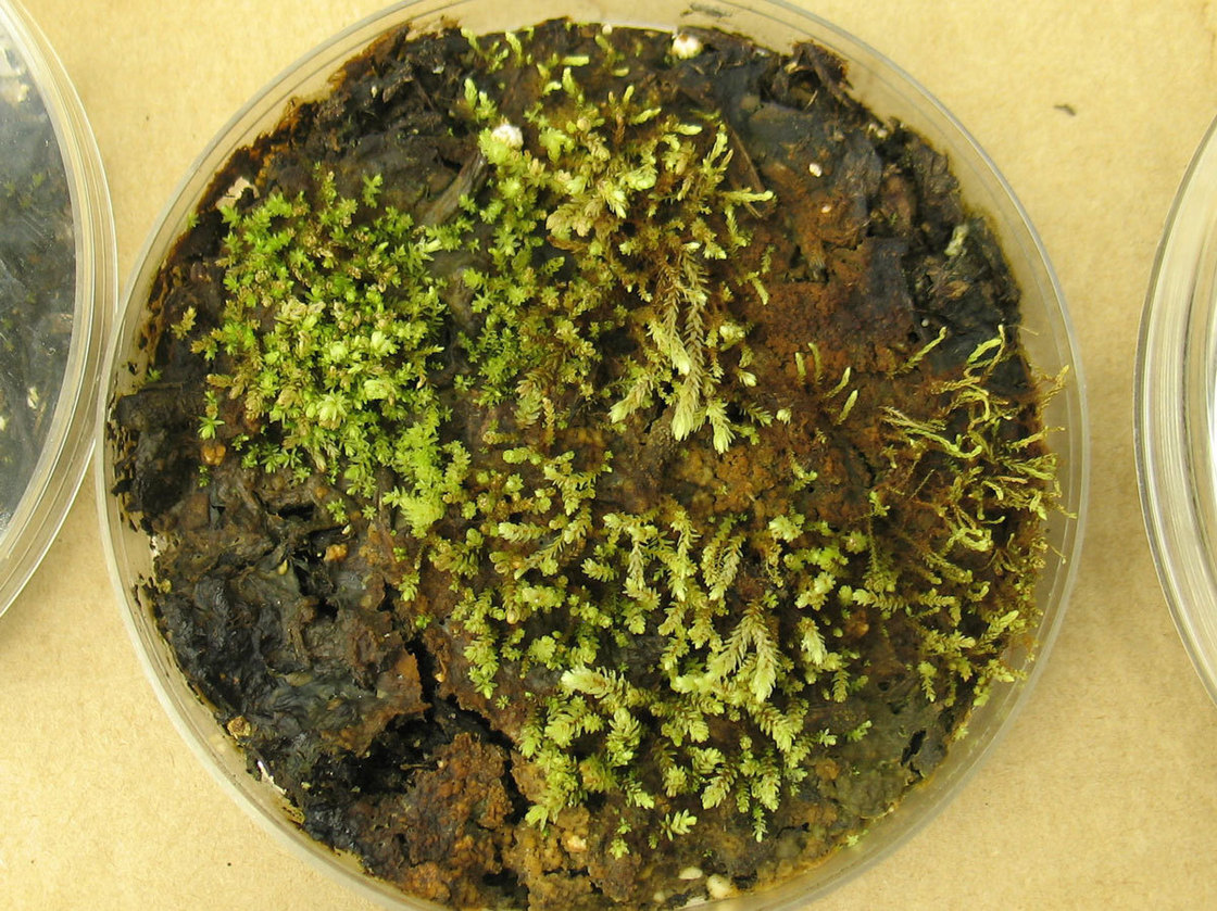 In the lab, scientists grew cultures of some of the plants found beneath the receding Teardrop Glacier. These are Aulacomnium turgidum, a relative of moss. Courtesy of Catherine La Farge