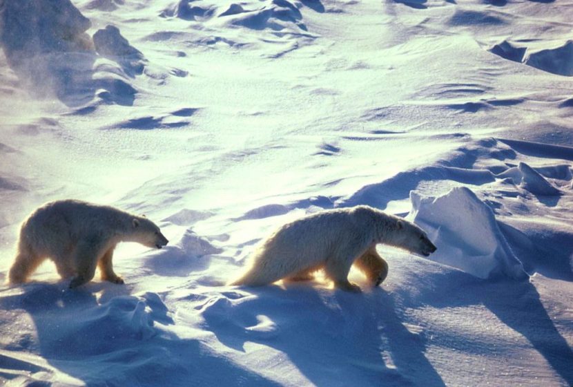 Polar Bears (Photo by Atwell Gerry, U.S. Fish and Wildlife Service)