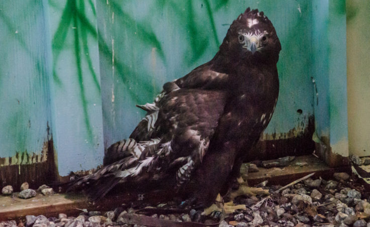 Mona Lisa is a dark brown red tailed hawk with a broken wing that never healed right.