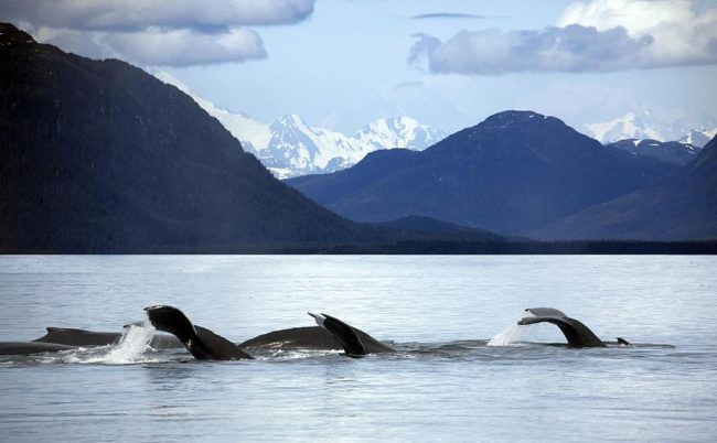 Glacier Bay whales bouncing back after marine heat wave