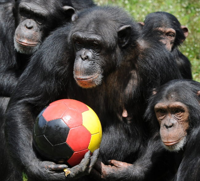 U.S. To Recommend Listing All Chimpanzees As Endangered