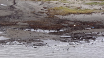 BP is scaling back its cleanup efforts from the Deepwater Horizon oilspill in areas outside Louisiana. Here, a photo from last September shows alluvial clay and tar mats on the shore of Elmer's Island, in Jefferson Parish, La. Gerald Herbert/AP