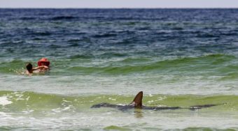 Cue the Jaws theme: A hammerhead shark in the shallow Gulf of Mexico waters of Seagrove Beach, Fla., on Monday. Russell Lewis/NPR