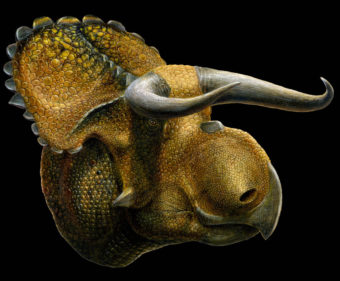 An artist's image of Nasutoceratops titusi. Lukas Panzarin for the Natural History Museum of Utah